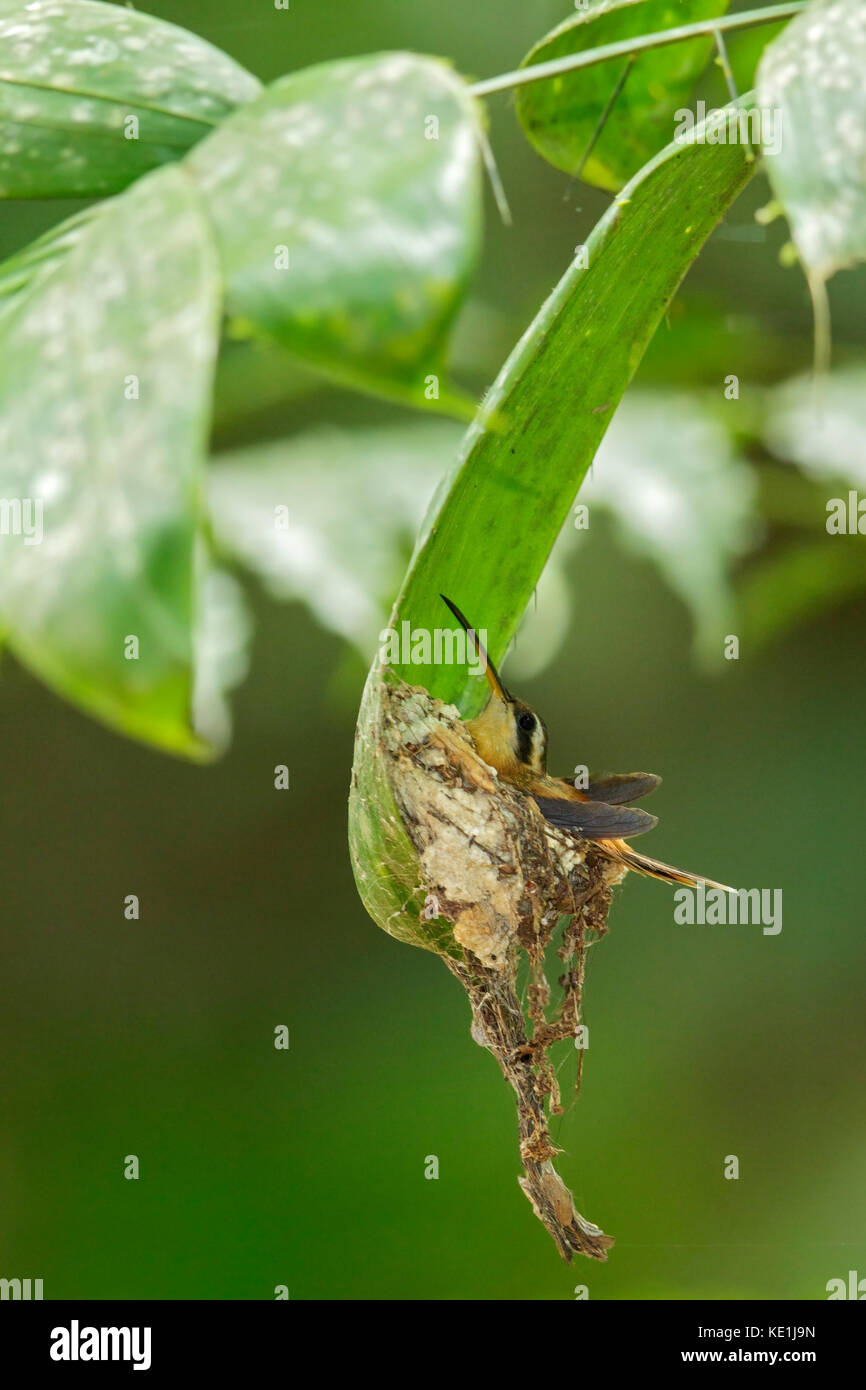 Rötlich Einsiedler (Phaethornis ruber) sitzt auf seinem Nest im Regenwald von Guyana. Stockfoto