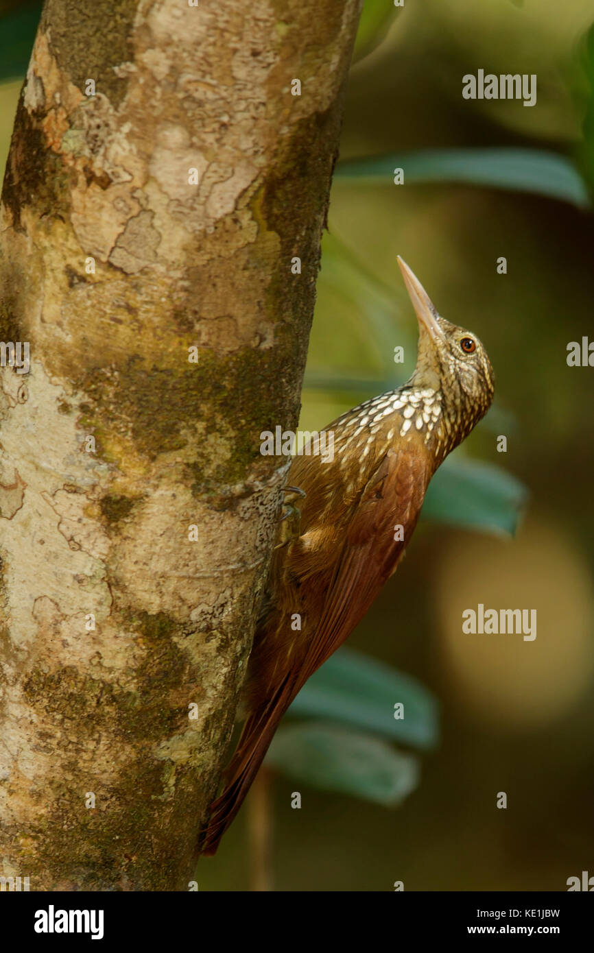 Gerade in Rechnung gestellt wird, Dendroplex Woodcreeper (picus) auf eine Niederlassung in Guyana thront. Stockfoto