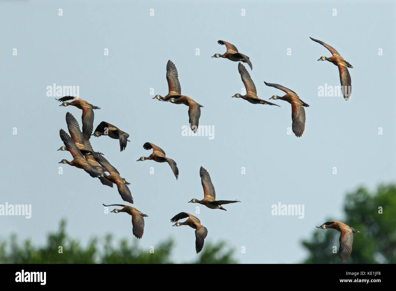 White-faced Whistling Duck (Dendrocygna viduata) fliegen im Grasland von Guyana. Stockfoto