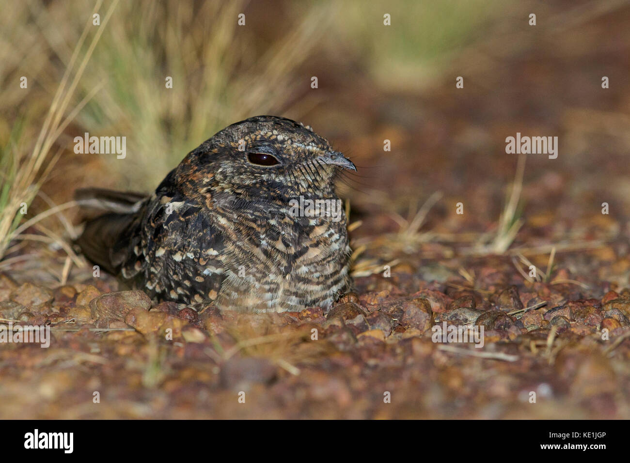 Whitetailed Nightjar (Hydropsalis cayennensis) auf dem Boden im