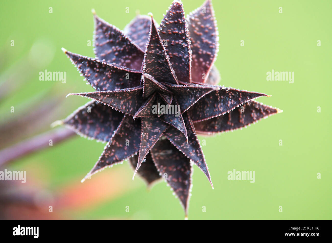 Sukkulente Pflanze (haworthia) Der asphodelaceae Familie, endemisch im südlichen Afrika Stockfoto