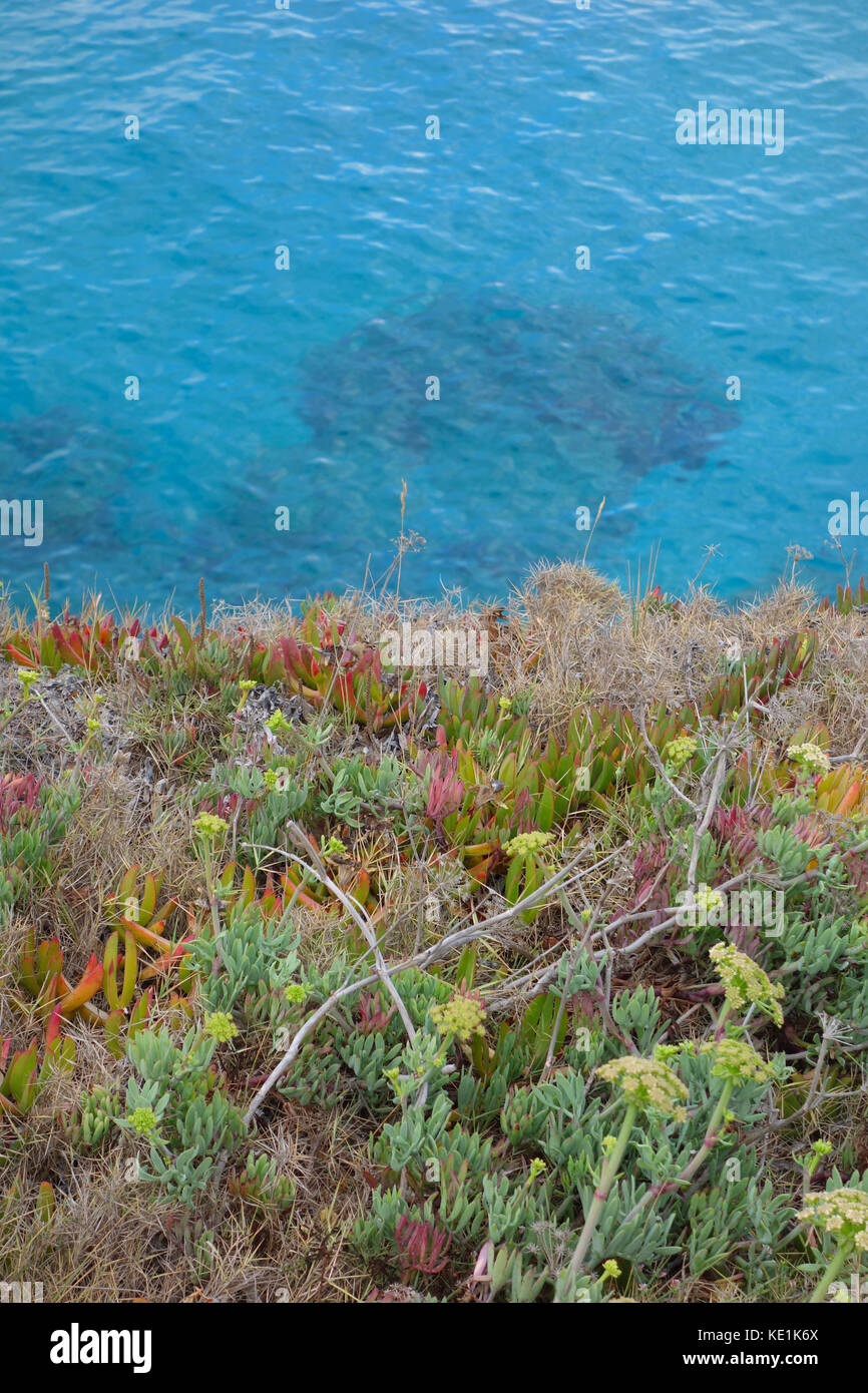 Wild sukkulenten Pflanzen an der Adria, Salento, Italien Stockfoto
