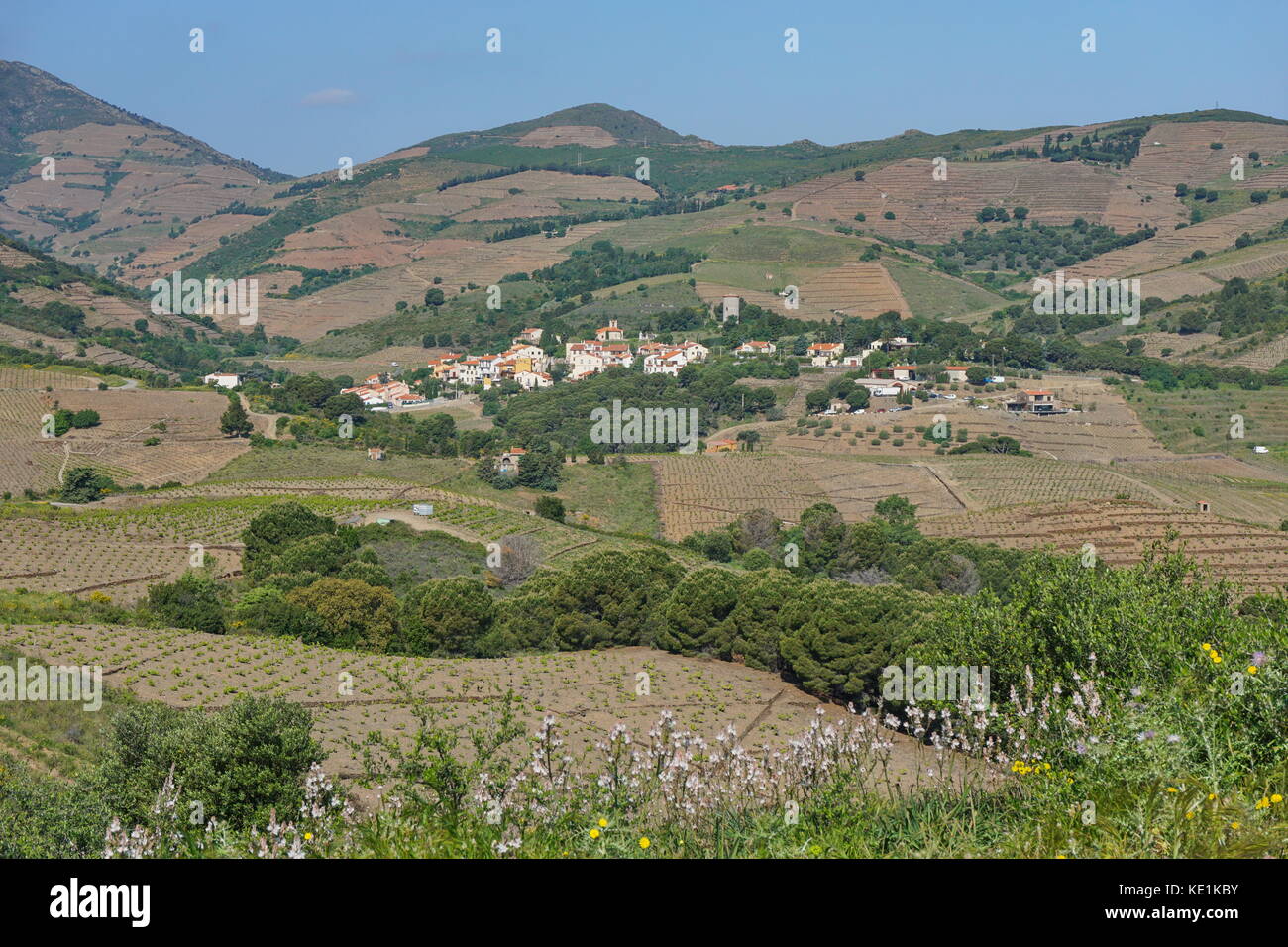 Frankreich Land Landschaft der mediterranen Dorf cosprons und Weinbergen, Feldern, Languedoc Roussillon, Pyrenees Orientales Stockfoto