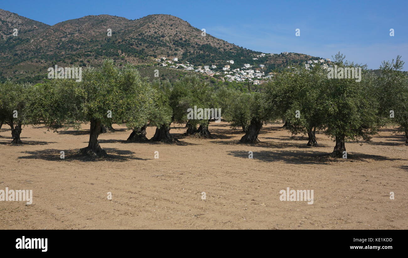 Olivenbäume Feld in Spanien, Mittelmeer, Roses, Girona, Katalonien Stockfoto