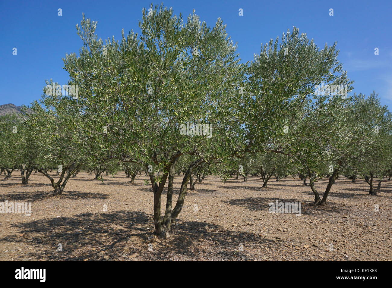 Spanien Bereich der Olivenbäume mit Früchten, Mediterran, Roses, Girona, Katalonien Stockfoto