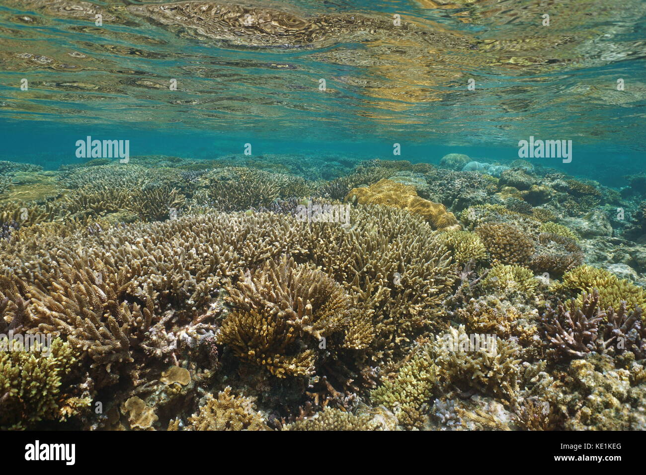 Unterwasser Marine gesundes Korallenriff im flachen Wasser, South Pacific Ocean, Lagune von Grand Terre Insel in Neukaledonien, Ozeanien Stockfoto