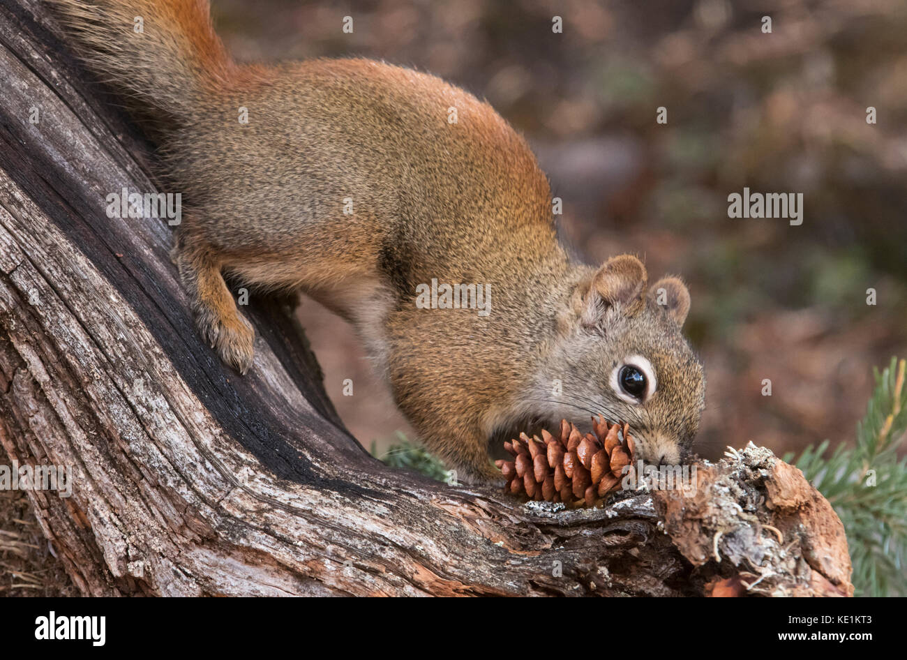 American Red Tree squirrel, Alaska Range Berge, Alaska Stockfoto