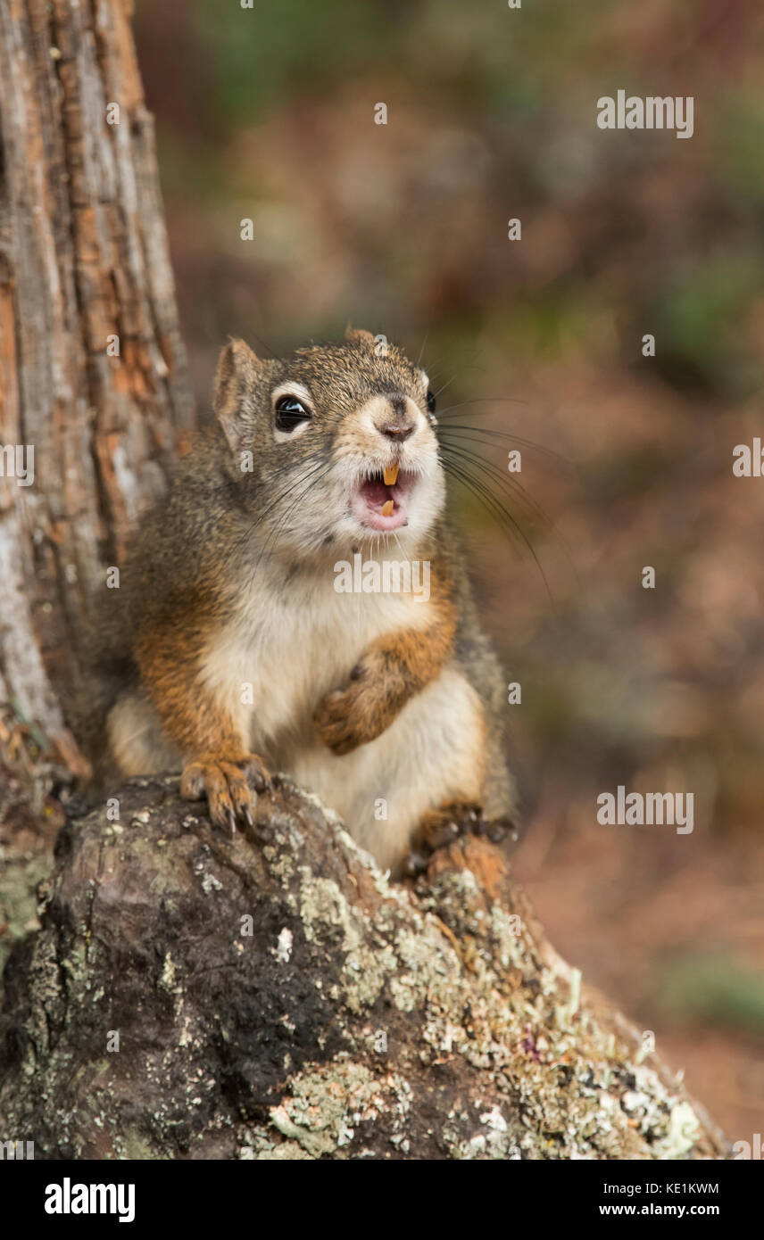 American Red Tree squirrel, Alaska Range Berge, Alaska Stockfoto