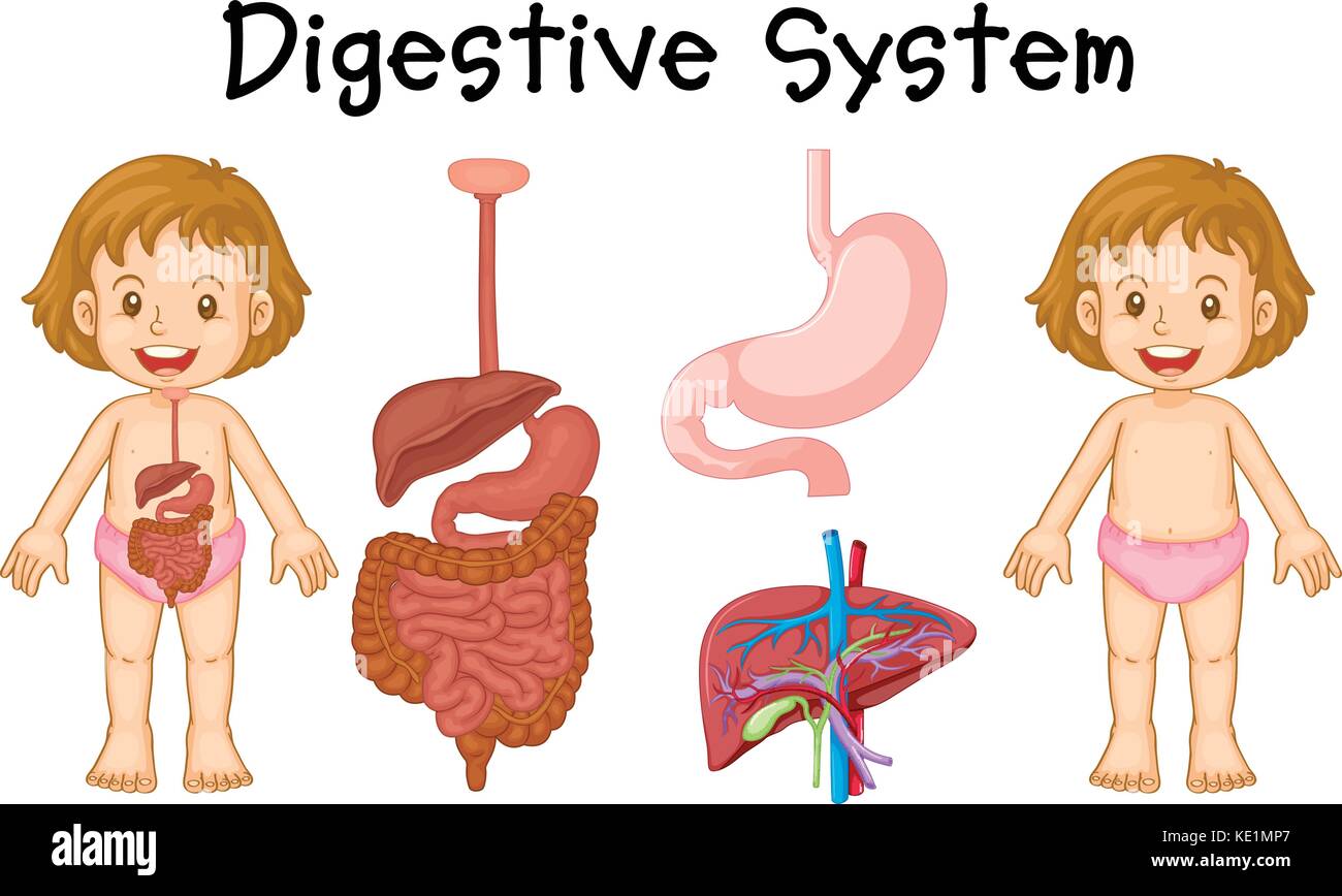 Mädchen und das Verdauungssystem Diagramm Abbildung Stock Vektor