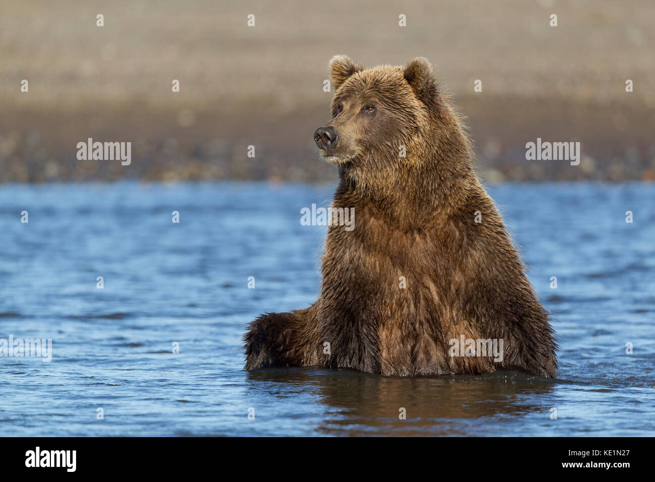Alaskan Brown bear Jagen in Alaska Lachs Stockfoto