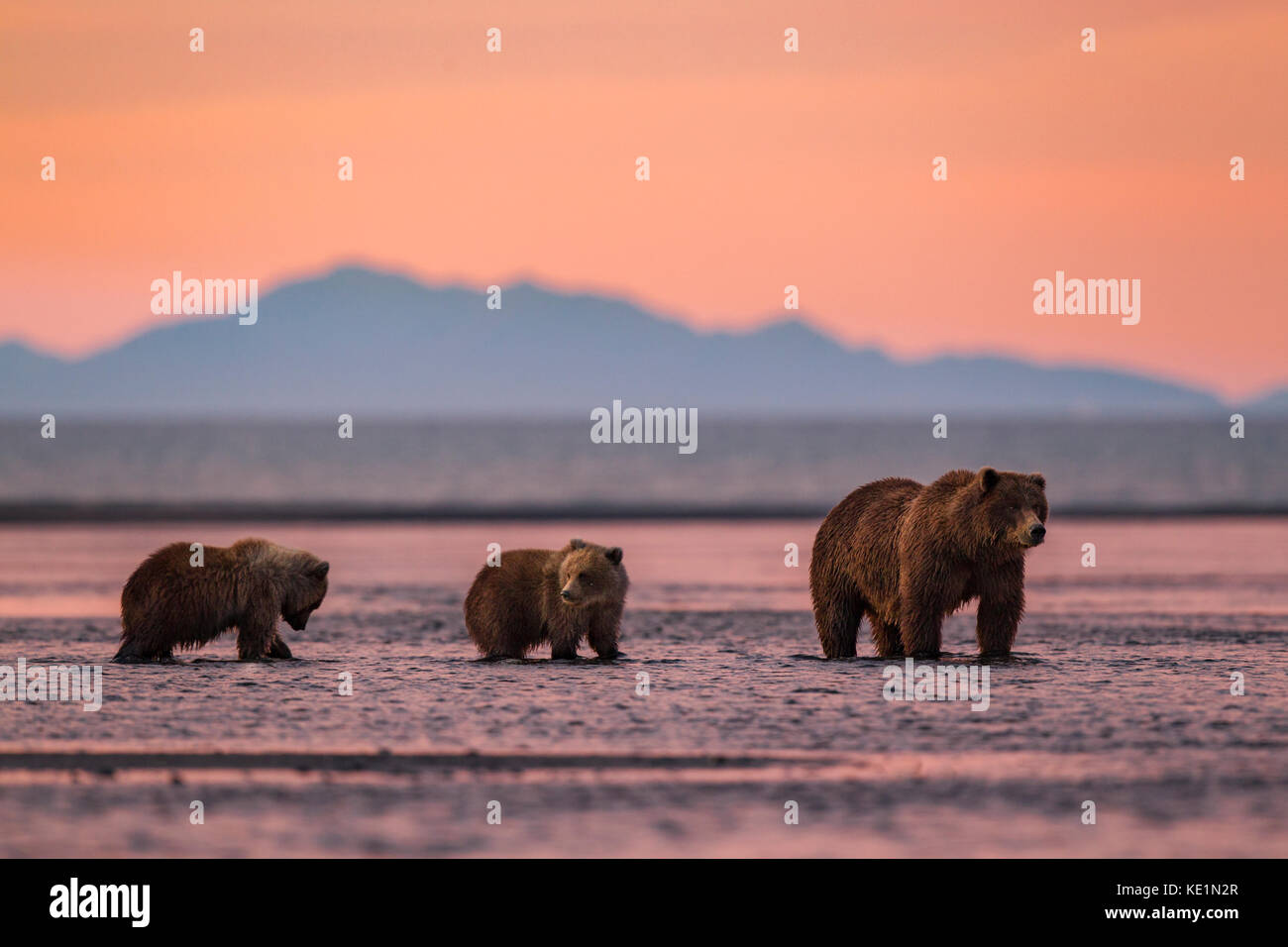 Alaskan Brown bear Leistungsbeschreibung mit Jungtieren bei Sonnenaufgang Stockfoto