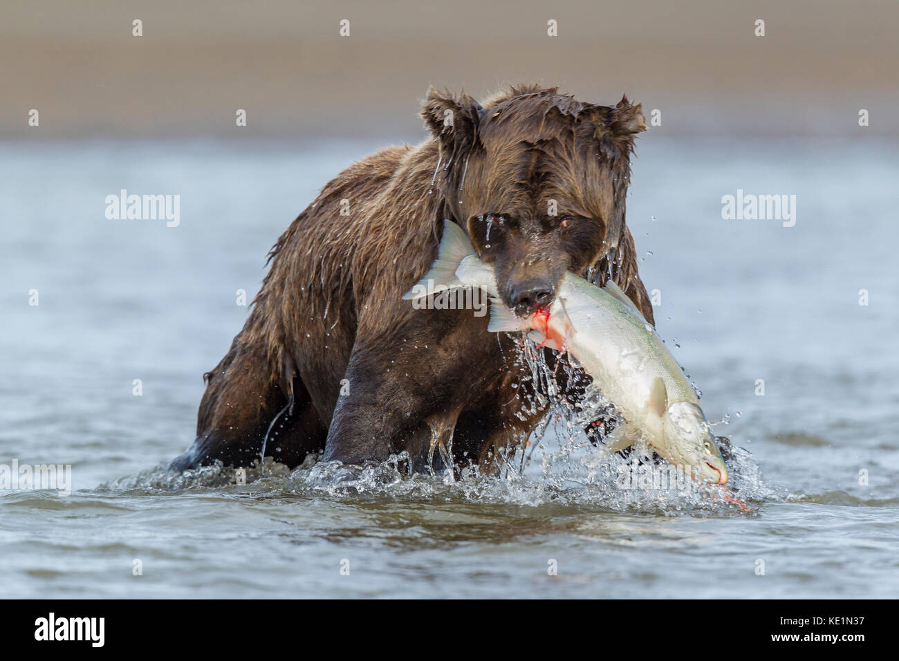 Alaskan Brown bear Jagen in Alaska Lachs Stockfoto