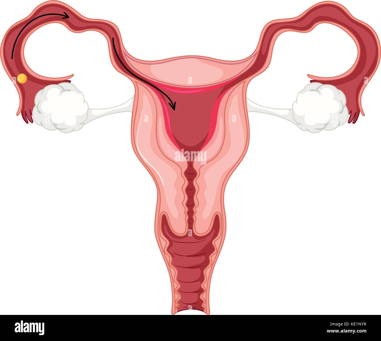 Menstruationszyklus bei weiblichen menschlichen Abbildung Stock Vektor