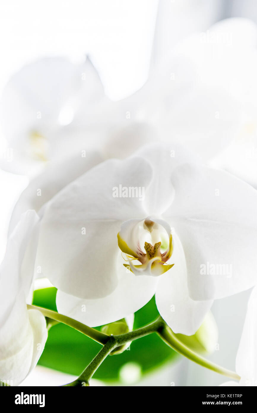 Blühende weiße Orchidee Blüte mit grünen Blättern Stockfoto