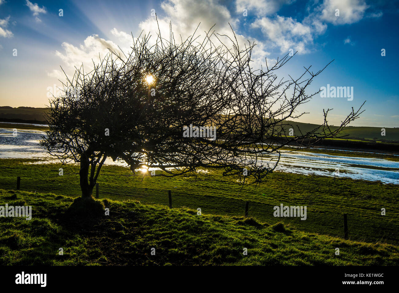 Wo Der Wind Weht Hawthorn Baum Mit Riesigen Dehnung Wind Driven Wachstum Cuckmere Valley Cuckmere Haven East Sussex England Stockfotografie Alamy