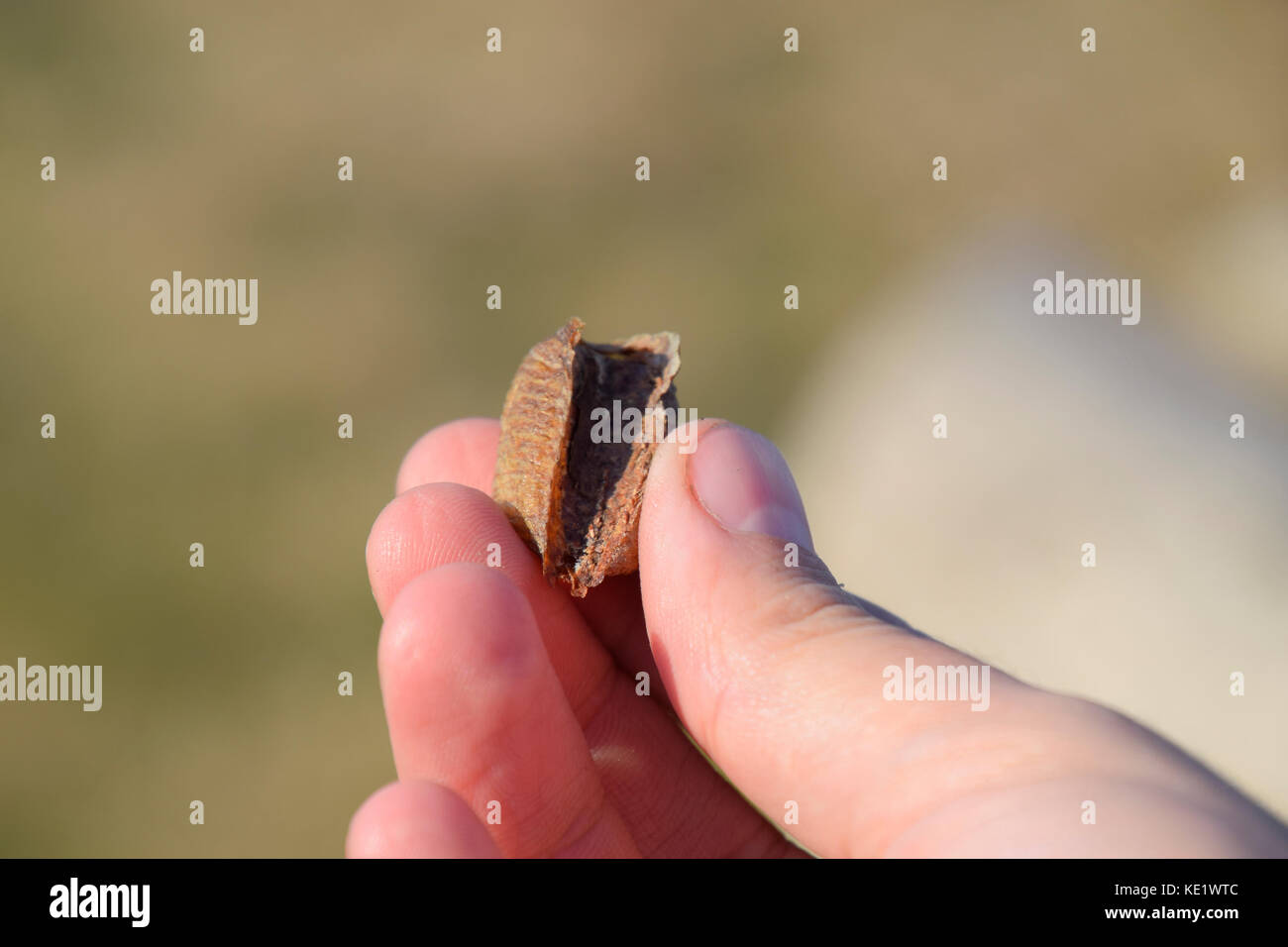 Stapel Von Mantis In Die Menschliche Hand Inspektion Ootheca Die Eier Des Insekts Im Kokon Fur Den Winter Festgelegt Sind Stockfotografie Alamy
