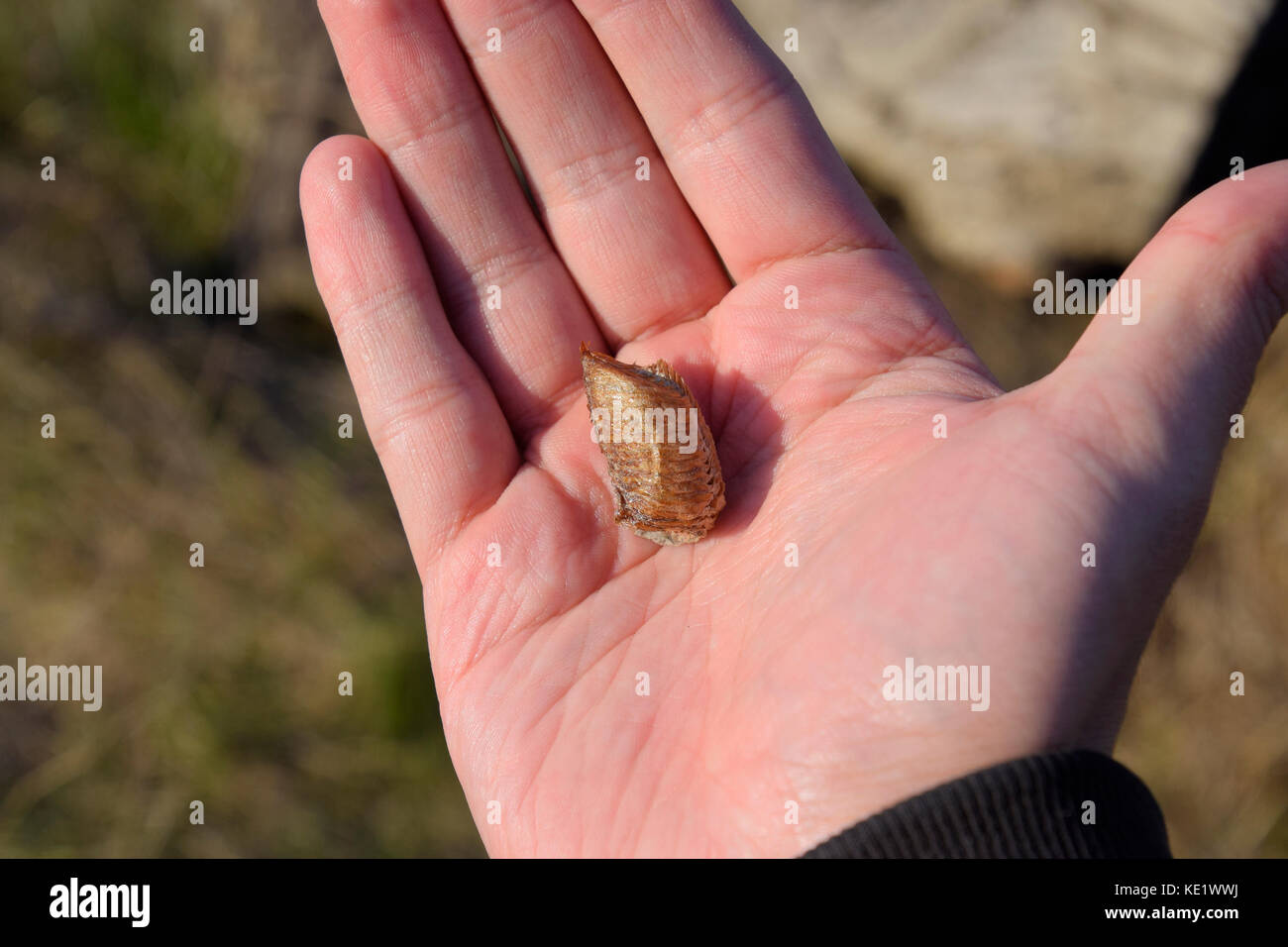 Stapel Von Mantis In Die Menschliche Hand Inspektion Ootheca Die Eier Des Insekts Im Kokon Fur Den Winter Festgelegt Sind Stockfotografie Alamy