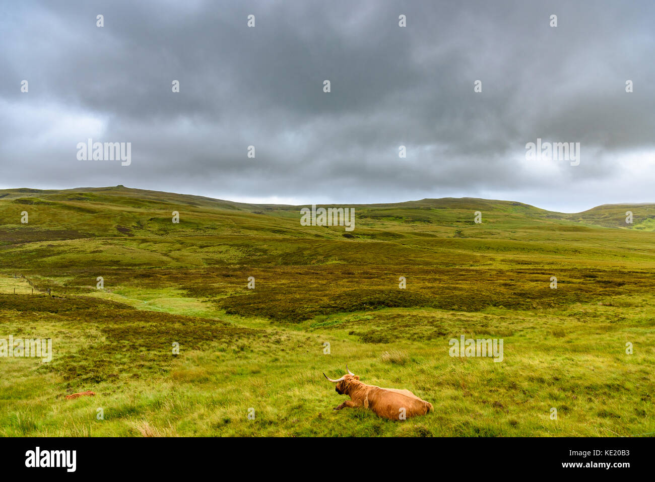 Ein Highland Kuh Beweidung im schottischen Hochland der Insel Skye. Stockfoto