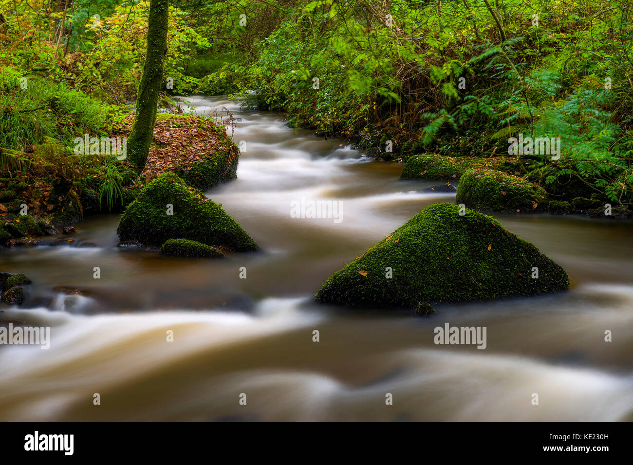 Luxulyan Woods, luxulyan Tal, St Austell, Cornwall, Großbritannien. Laub und geschwollene Flüsse im Herbst regnet in Cornwall. Stockfoto