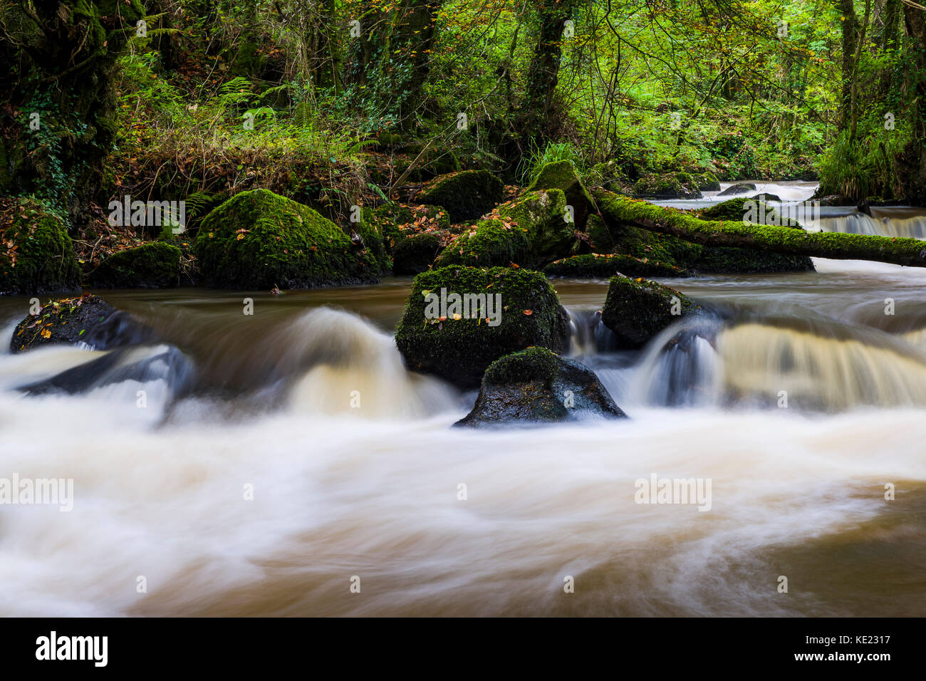 Luxulyan Woods, luxulyan Tal, St Austell, Cornwall, Großbritannien. Laub und geschwollene Flüsse im Herbst regnet in Cornwall. Stockfoto