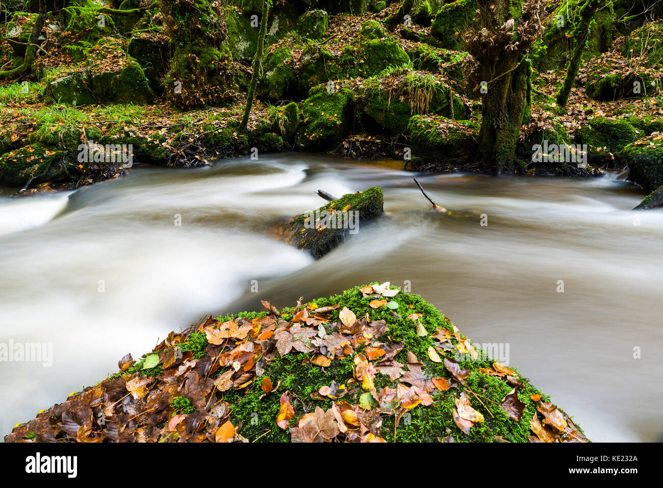 Luxulyan Woods, luxulyan Tal, St Austell, Cornwall, Großbritannien. Laub und geschwollene Flüsse im Herbst regnet in Cornwall. Stockfoto