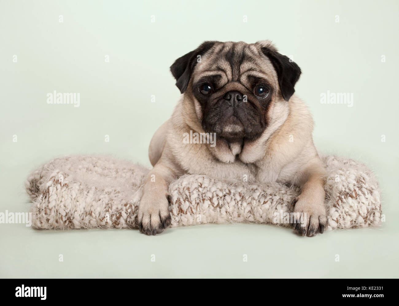 Schöne Mops Welpen Hund liegend auf Fuzzy Decke, auf pastellfarbenen Hintergrund Stockfoto