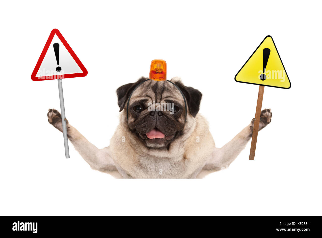 Lächelnd mops Hund halten Sie STOPSchild und gelbes Ausrufezeichen