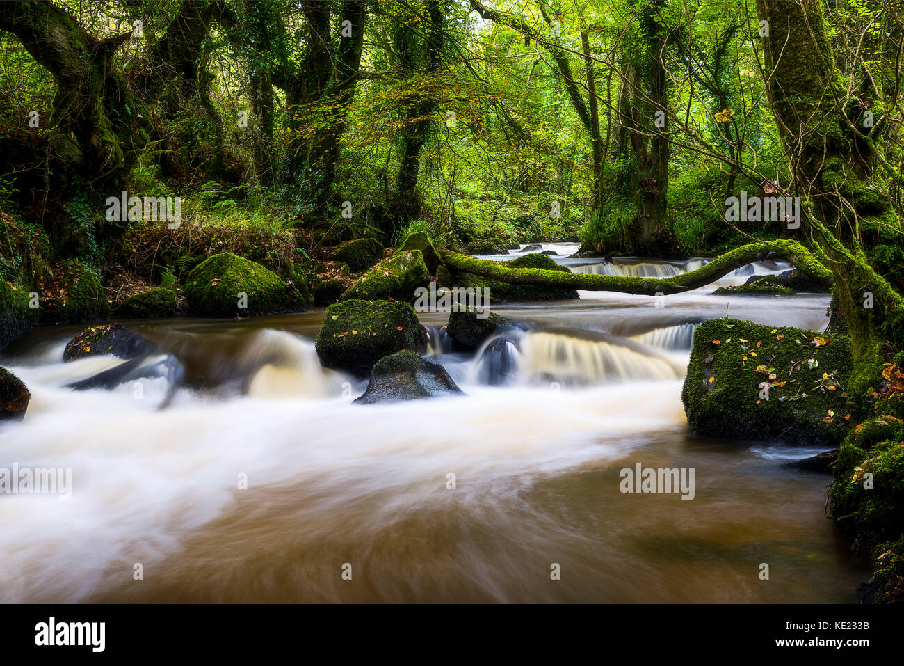 Luxulyan Woods, luxulyan Tal, St Austell, Cornwall, Großbritannien. Laub und geschwollene Flüsse im Herbst regnet in Cornwall. Stockfoto