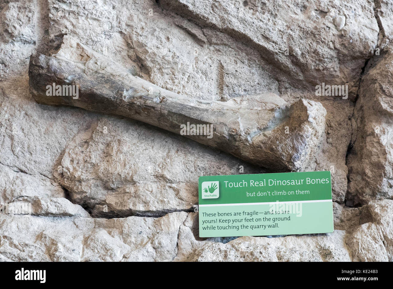 Dinosaur Bone in der Ausstellung, Dinosaur Quarry Exhibit, Dinosaur National Monument, Utah, USA Stockfoto