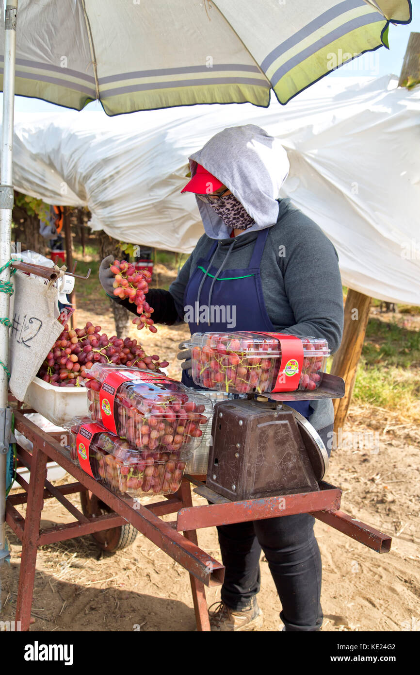 Arbeiter (weiblich) Wiegen geerntet & Rot Kernlose Tafeltrauben 'Crimson' Sorte "Vitis vinifera" verpackt. Stockfoto
