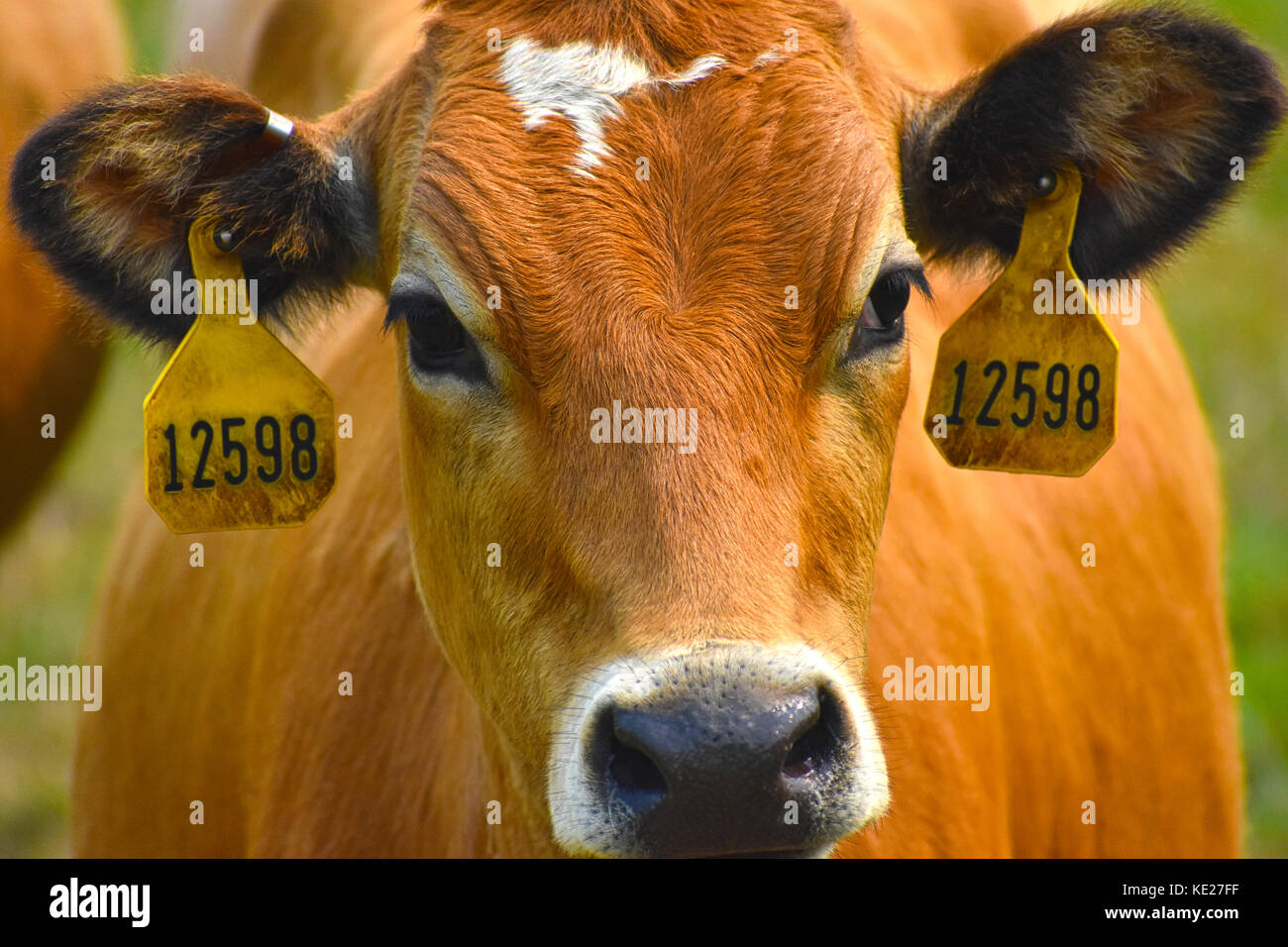 Kuh Gesicht und Kopf Nahaufnahme mit Tags in Ihren Ohren Ihre ID-Nummer angezeigt. Stockfoto