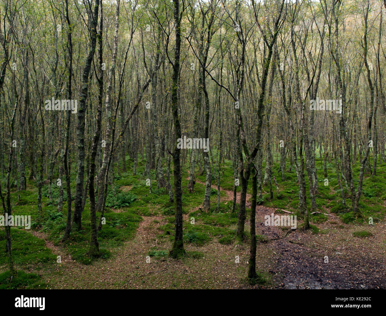 Ein Wald von Setzlingen in Irland Stockfoto