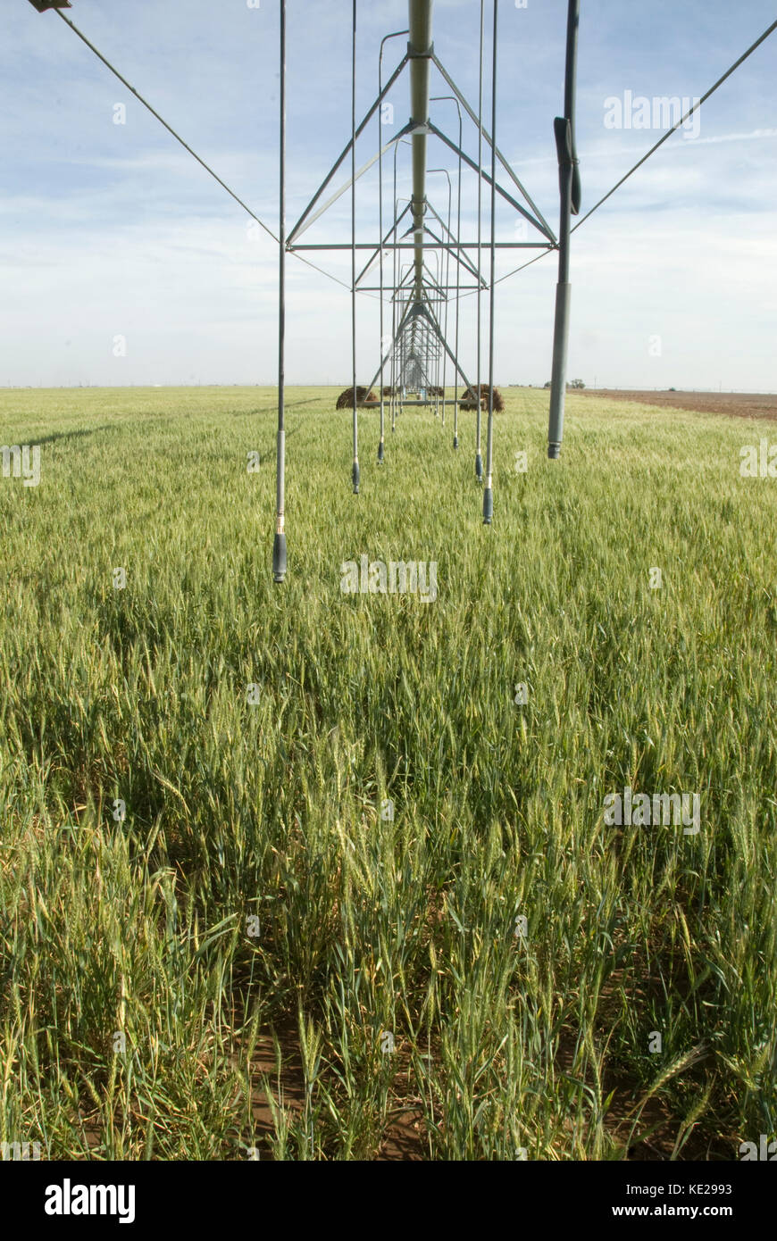 Texas Weizen unter Drehmittelpunkt Bewässerungssystem Stockfoto