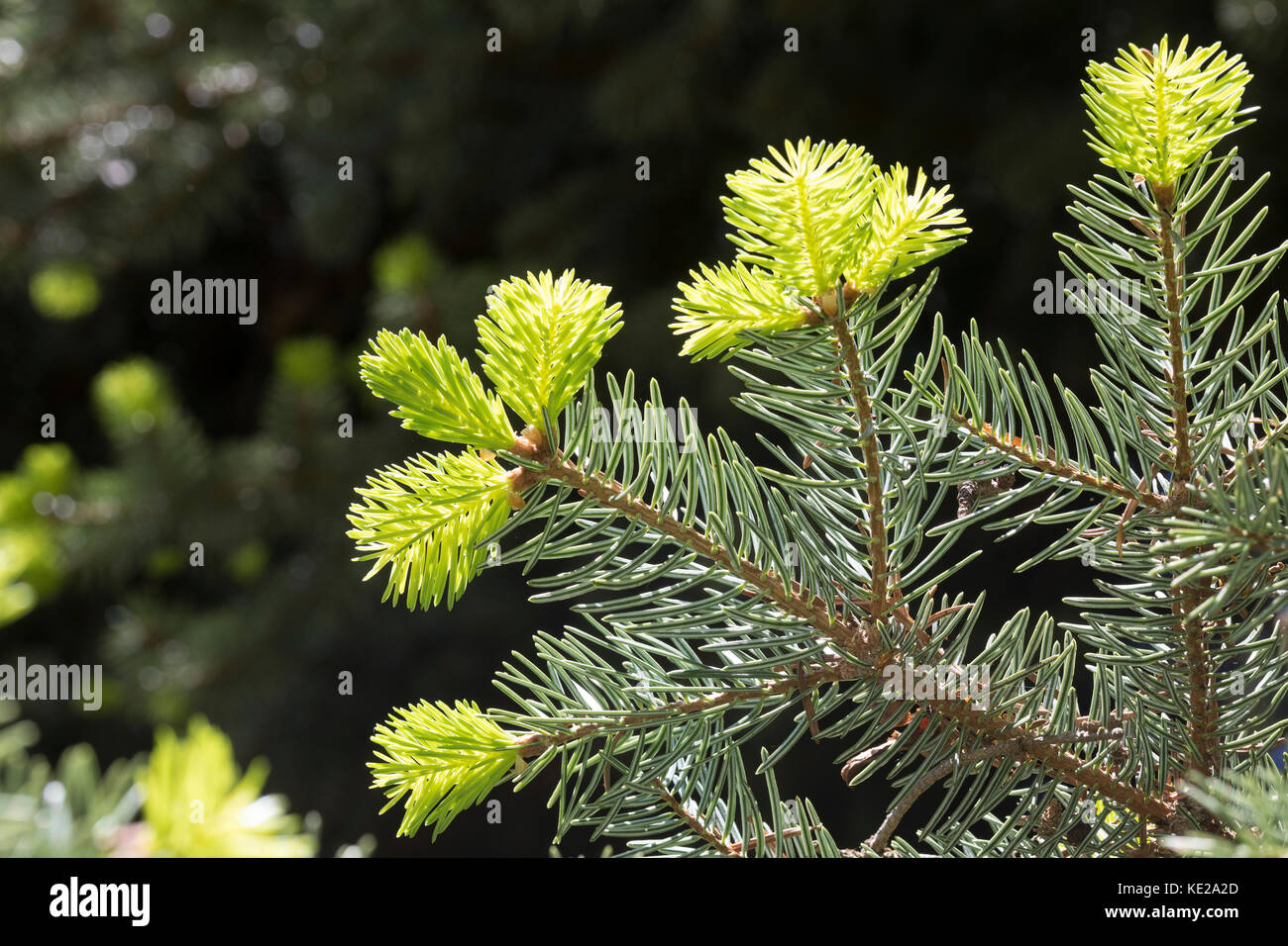 Griechische Tanne, Kefalonische Tanne, Abies cephalonica, Abies alba