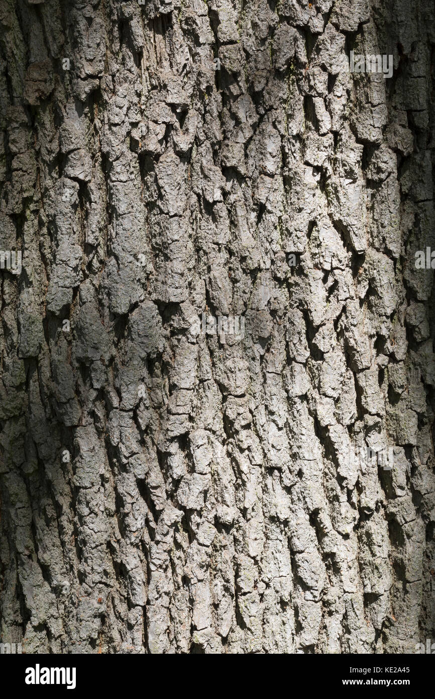 Stiel-Eiche, Rinde, Borke, Stamm, Baumstamm, Eichen, Stieleiche, Eiche, Quercus robur, Quercus pedunculata, Englische Eiche, Stieleiche, Stieleiche, Rinde, Rinde, Stockfoto