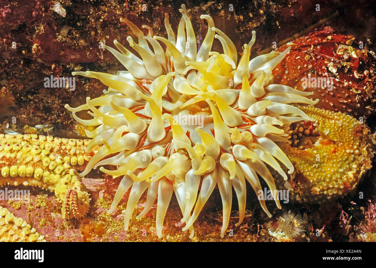 Dahlie Anemone, Kontrollen, eine stachelige Seestern. Unterwasserwelt vor der Küste aus Osten Schottland. Scotlands Ozeane marine Leben. Stockfoto