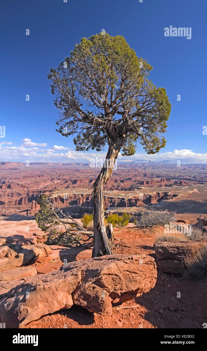 Einsamer Baum auf einem Canyon Rim im Canyonlands National Park in Utah Stockfoto