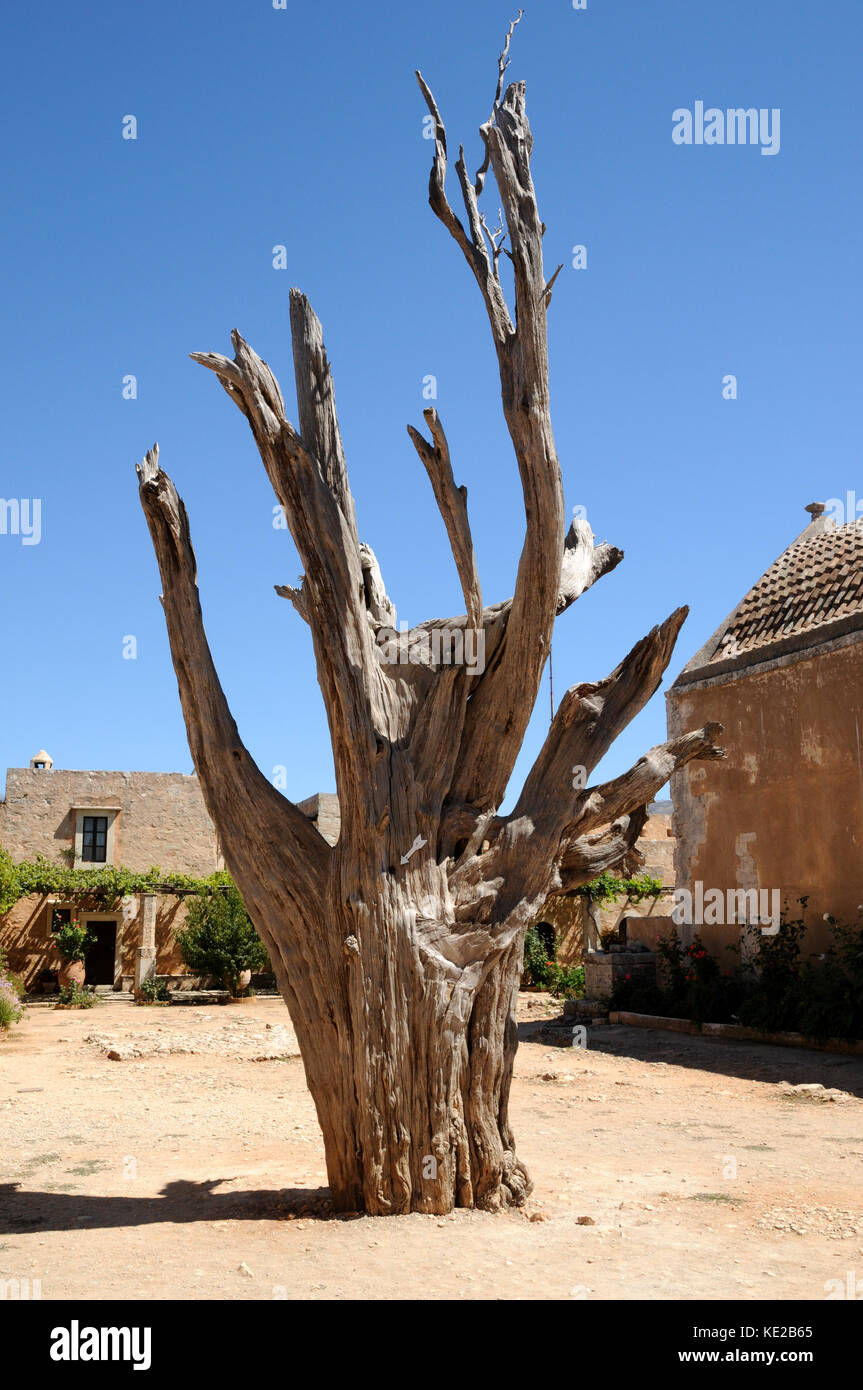 Die BThe Bullet Baum an das Heilige Kloster von Arkadi in der Nähe von Rythymno auf der Insel Kreta. Der Baum ist ein Relikt aus der 1886 Kampf gegen die Türken. Stockfoto