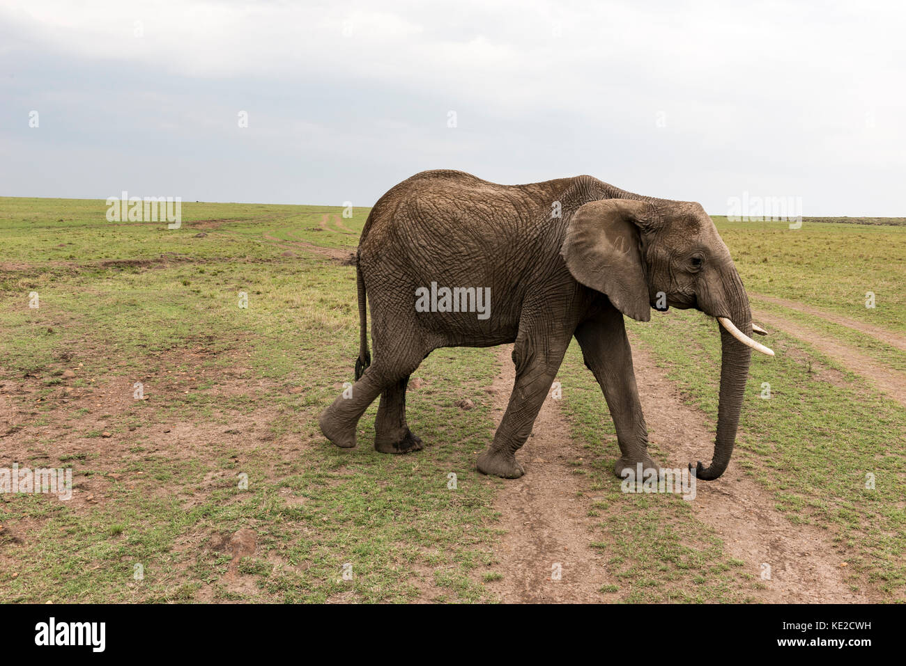 Afrikanische Elefanten in der Masai Mara, Kenia Stockfoto