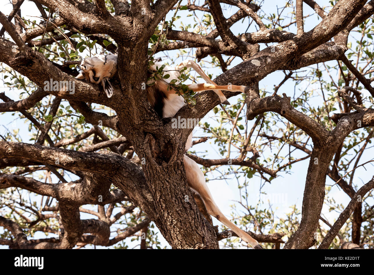 Leopard Beute einen Baum in der Masai Mara, Kenia Stockfoto