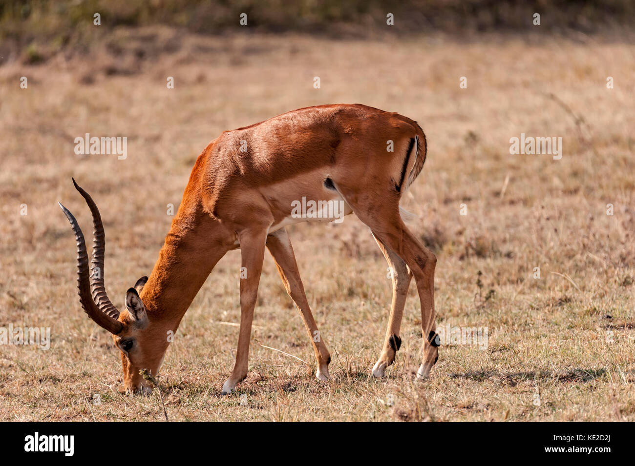 Impala in der Masai Mara, Kenia Stockfoto