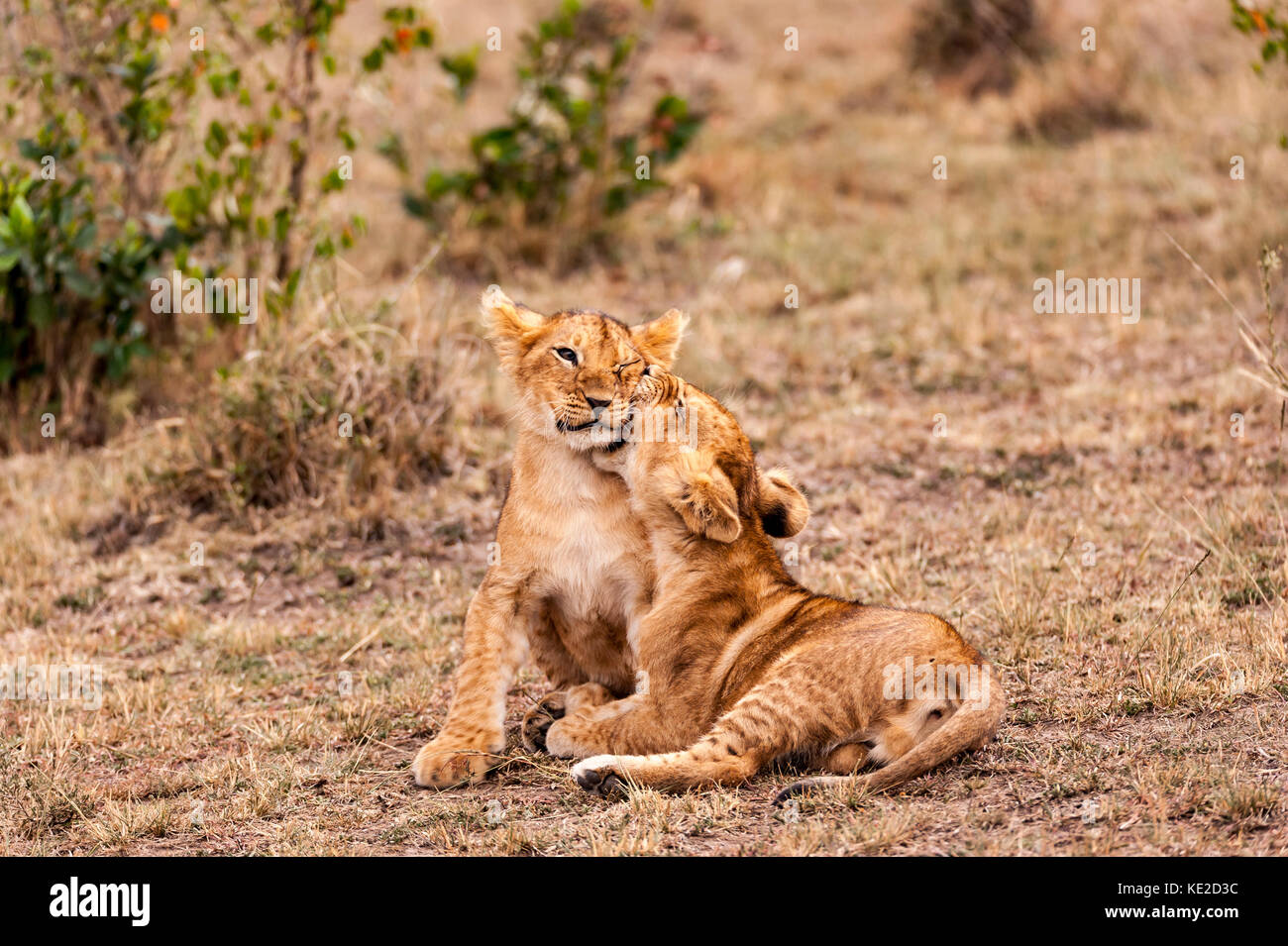 Löwenjungen in der Masai Mara, Kenia Stockfoto