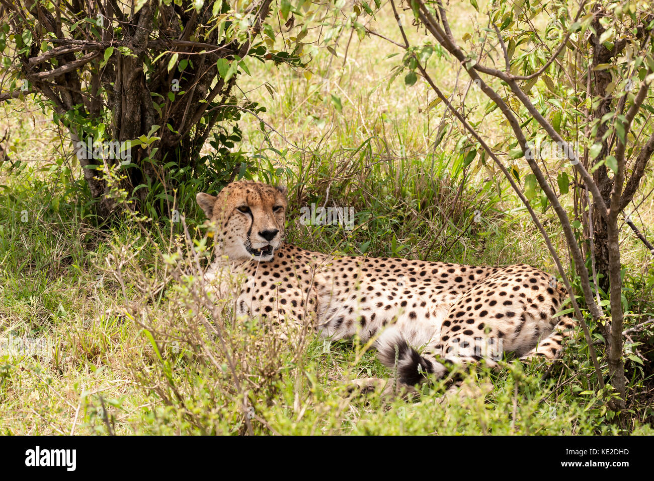 Ein Gepard, der sich im Maasai Mara National Reserve ausruhen kann Stockfoto