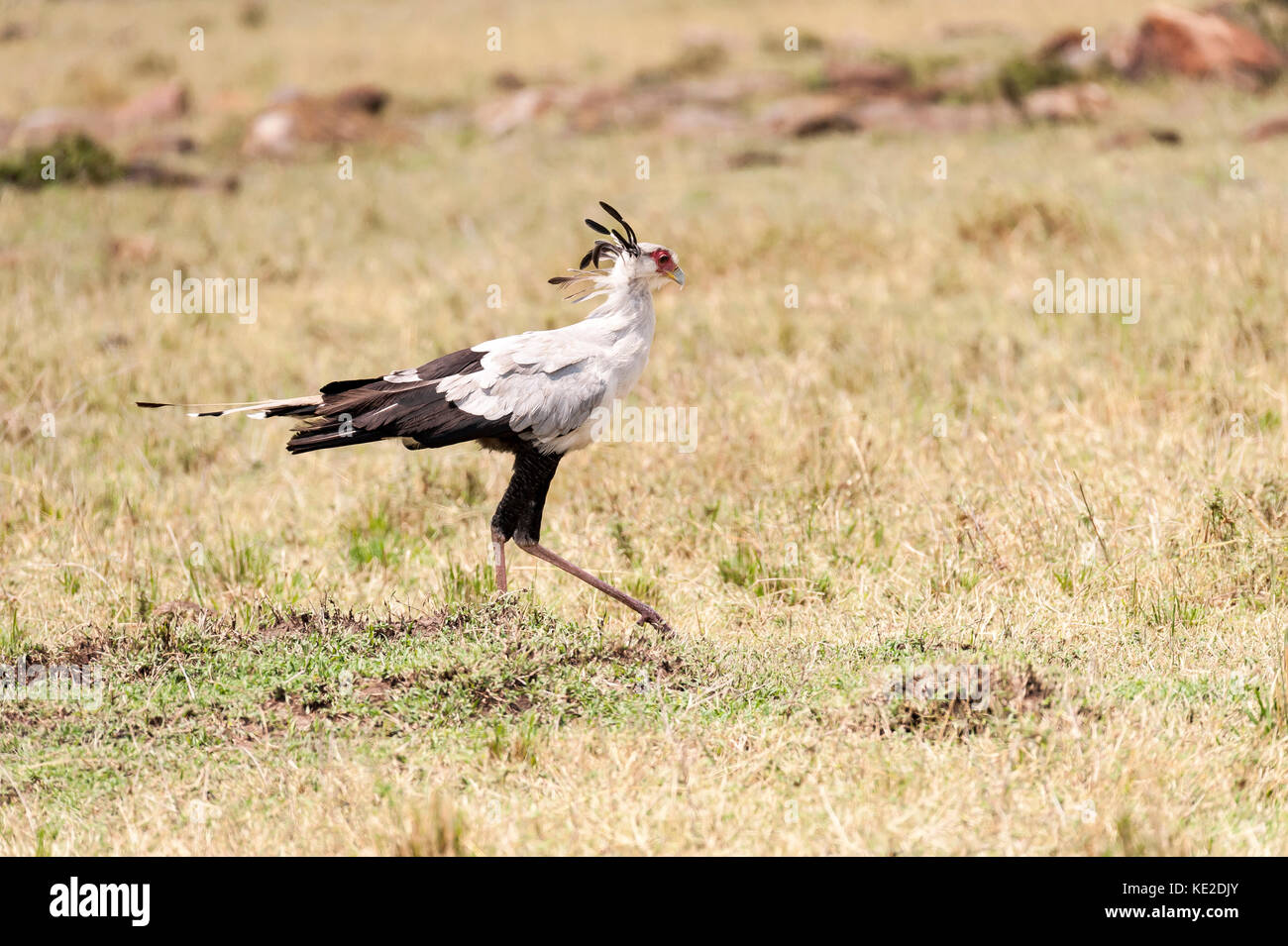 Der Sekretärvogel in der Massai Mara Stockfoto