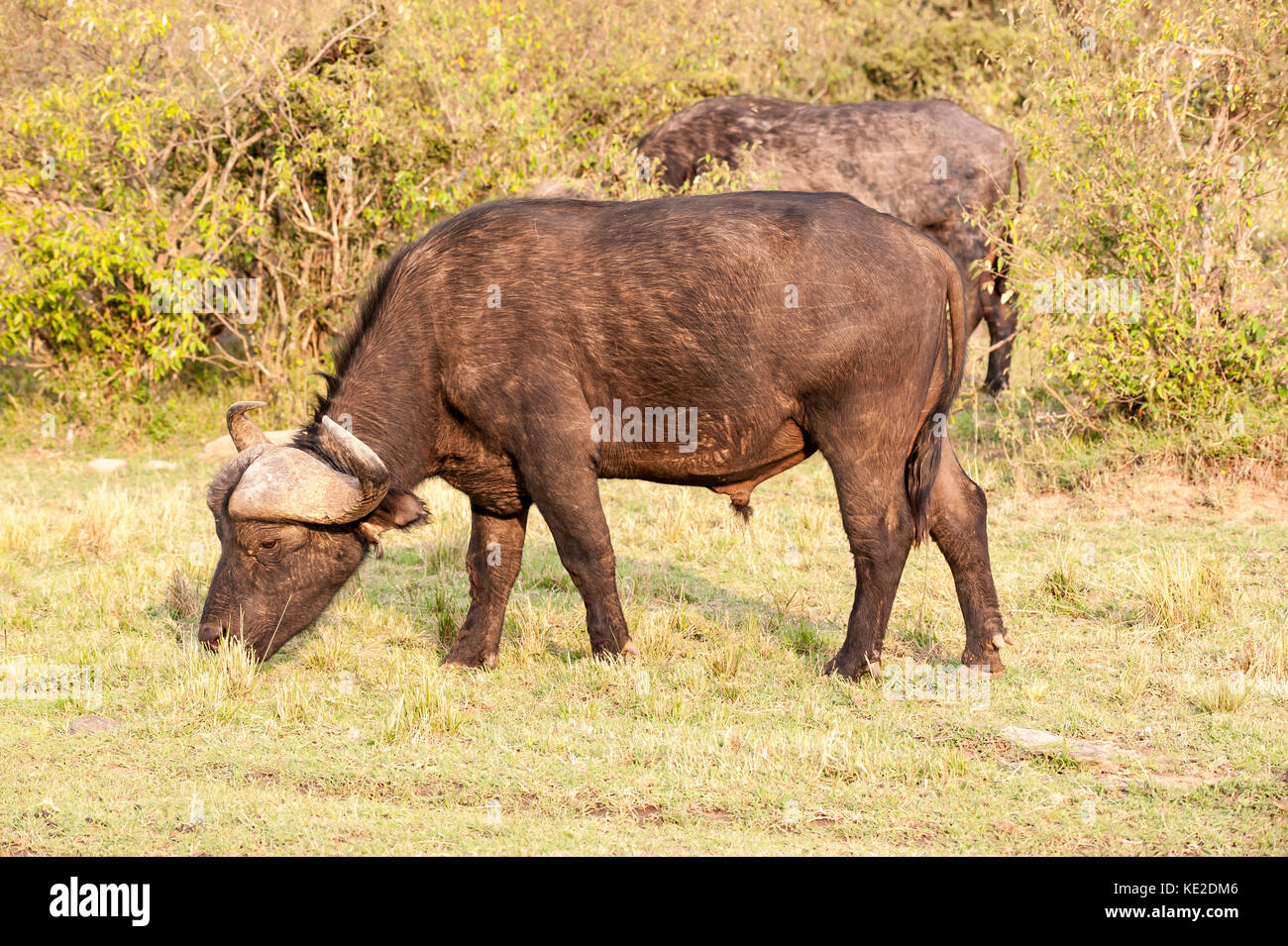 Afrikanischer Büffel im Maasai Mara National Reserve Stockfoto