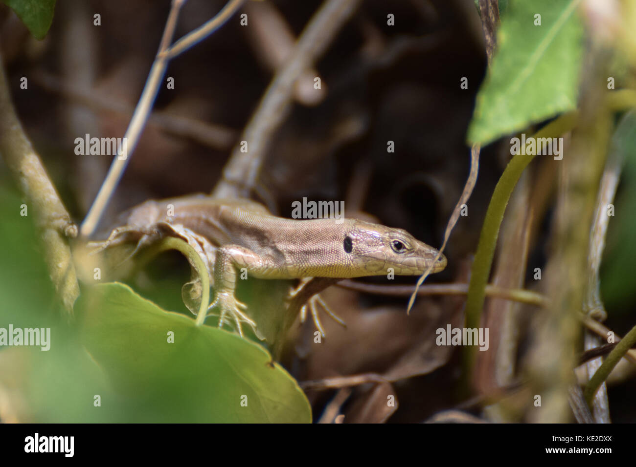 Wandbild echse Reptil in Barcelona, Spanien Stockfoto