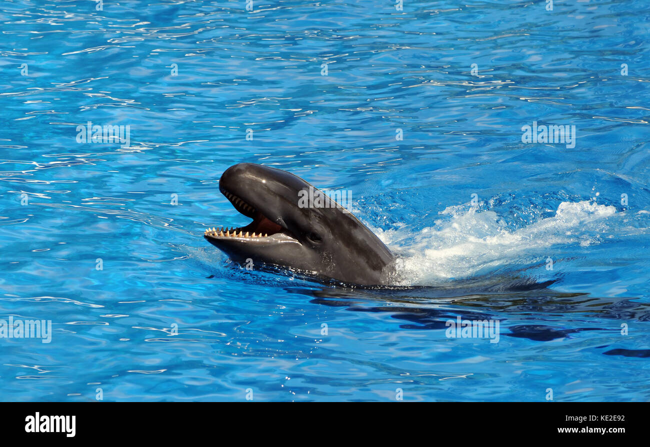 Killer Whale in blue water Stockfoto