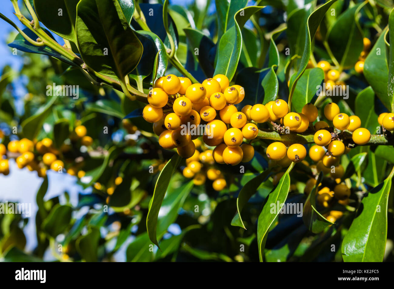 Gelbe Beeren und Blätter auf einem holly bush Stockfoto