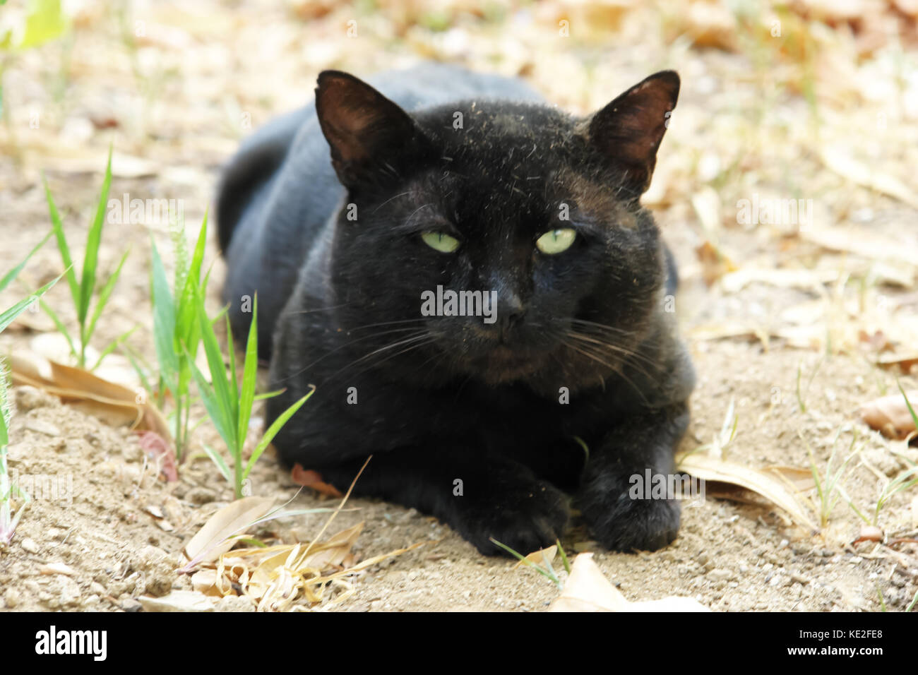 Große schwarze Katze auf dem Boden aufliegt. Stockfoto