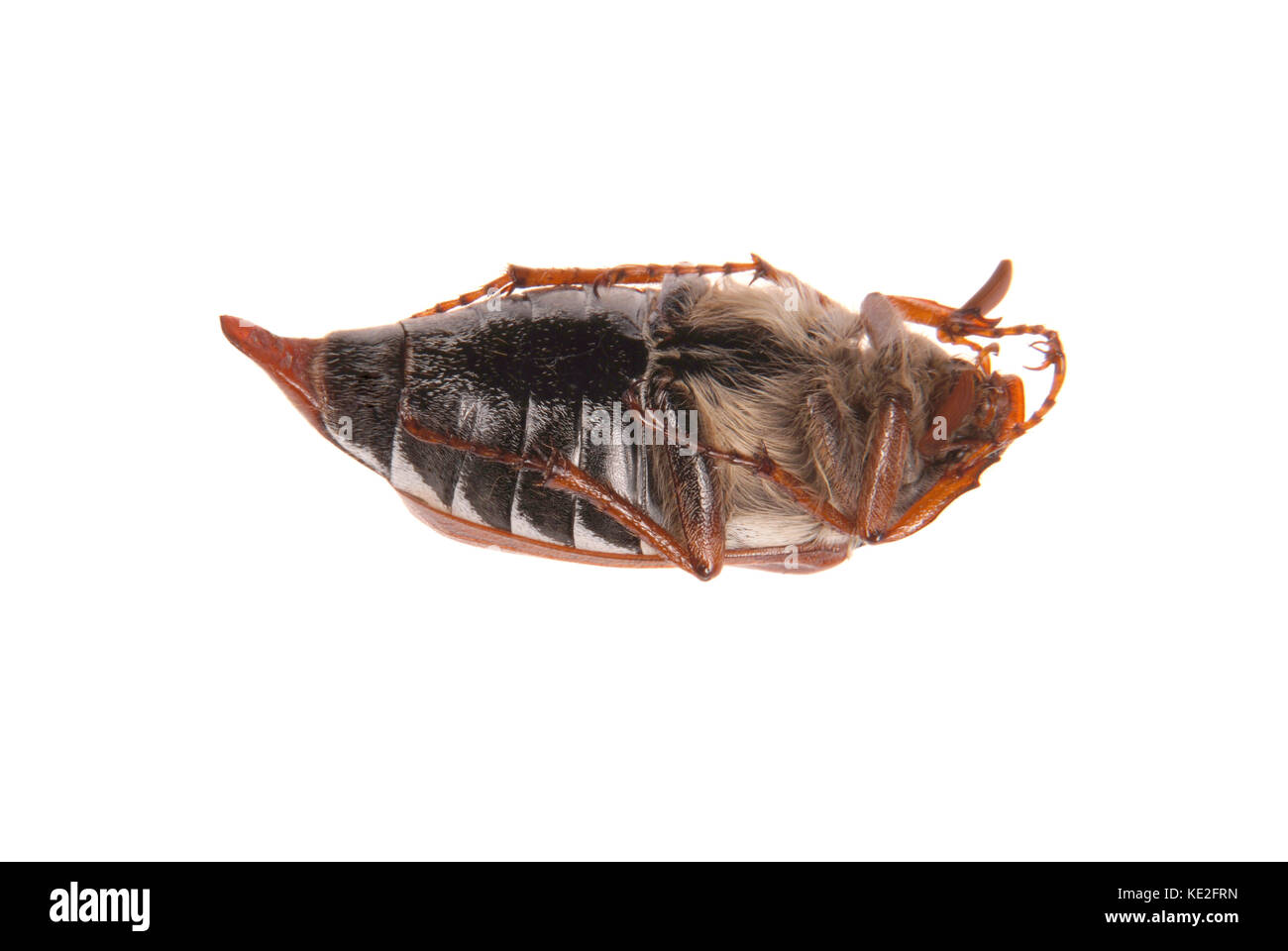 Mai bug Makro isoliert auf weißem Stockfoto